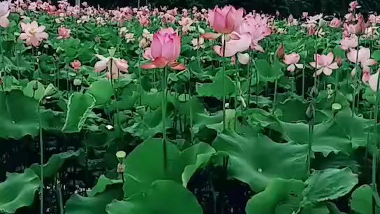 兰花